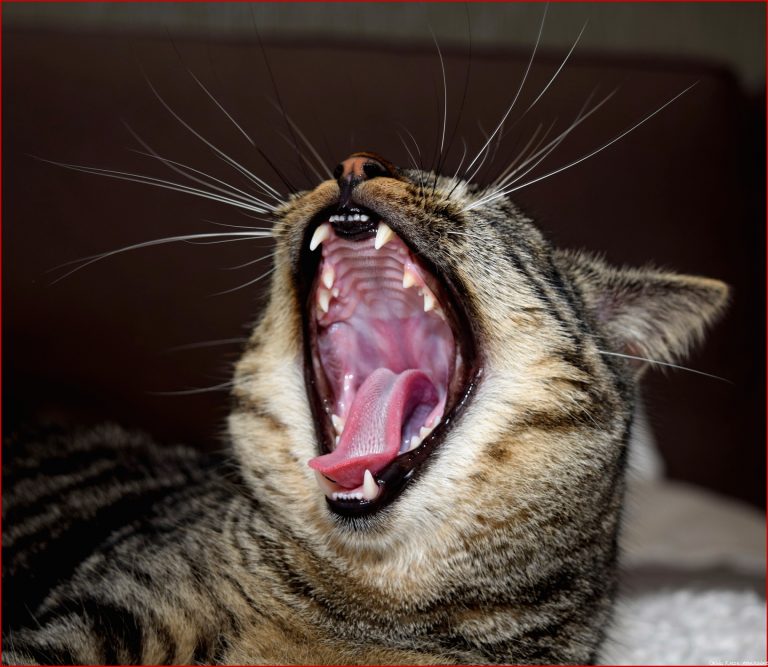 Zahnschmerzen bei Katzen Das line Magazin – so zum Herunterladen Zahnschmerzen bei Katzen Das line Magazin – so