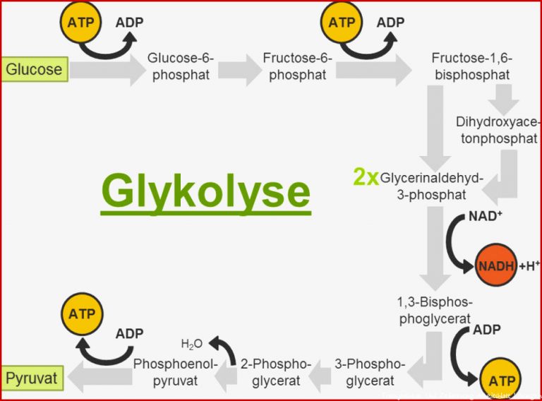 Zellatmung biochemische Grundlagen online lernen