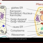 Zellaufbau Cytologie Bio Digitales Schulbuch