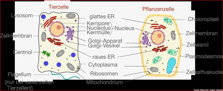 Zellaufbau Cytologie Bio Digitales Schulbuch