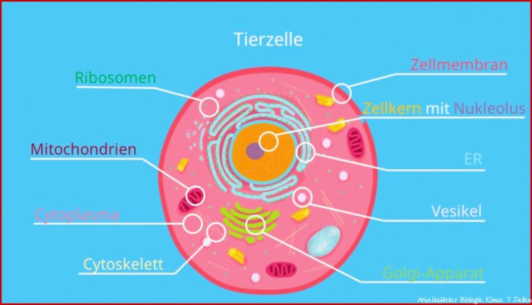 Zelle (Biologie) â¢ Aufbau, Definition und Typen Â· [mit Video]
