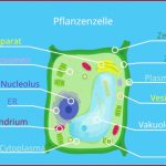 Zelle (biologie) â¢ Aufbau, Definition Und Typen Â· [mit Video]