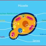 Zelle (biologie) â¢ Aufbau, Definition Und Typen Â· [mit Video]