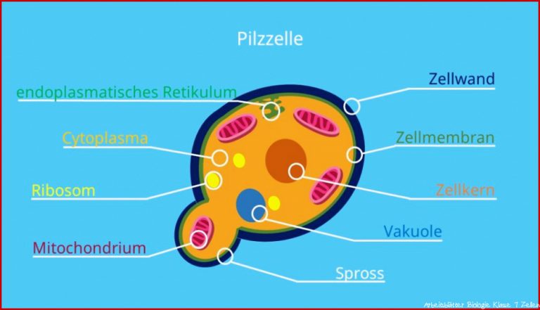 Zelle (biologie) â¢ Aufbau, Definition Und Typen Â· [mit Video]