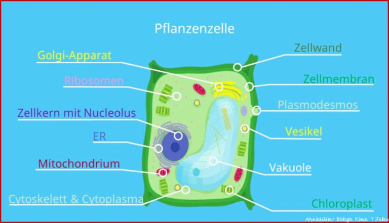 Zelle (Biologie) â¢ Aufbau, Definition und Typen Â· [mit Video]