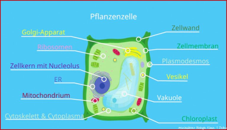 Zelle (biologie) â¢ Aufbau, Definition Und Typen Â· [mit Video]