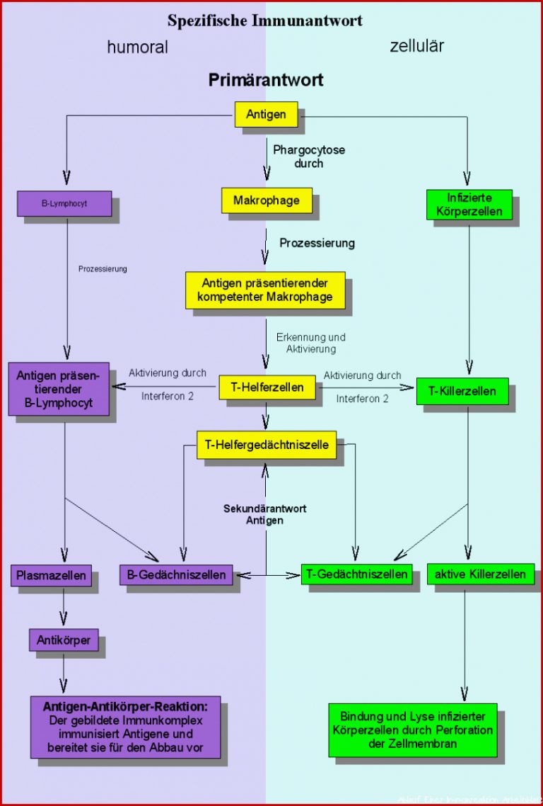 Zelluläre Immunantwort