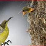 Zigaretten Und Kräuter Wie Vögel Ihr Nest Vor Parasiten