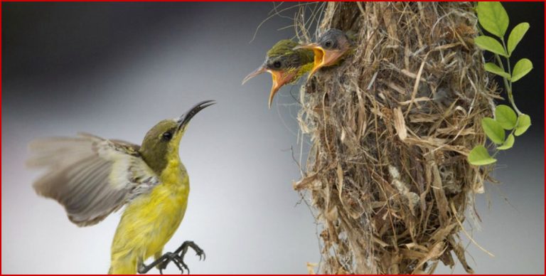 Zigaretten und Kräuter Wie Vögel ihr Nest vor Parasiten