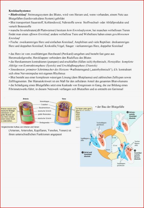 Zoologie 3 Blutkreislauf Grundlagen Der Biologie 2